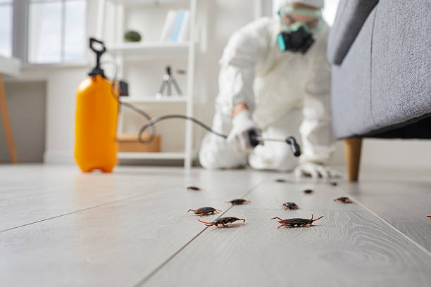 Commercial Rodent Management in Porter Heights